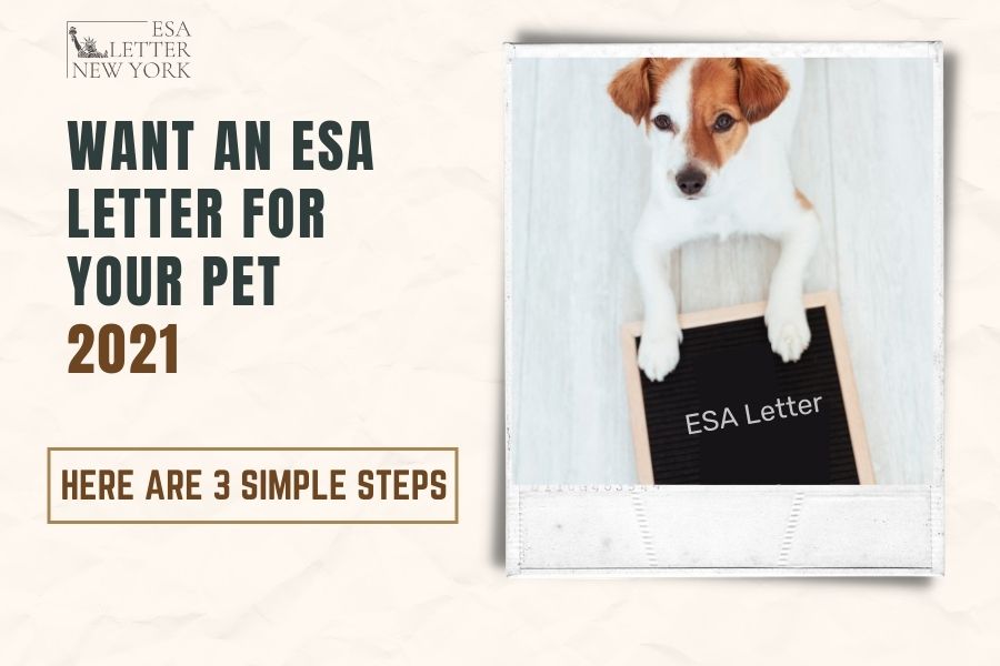 Want an ESA Letter for Your Pet 2021: Here are 3 Simple Steps | Getting ...