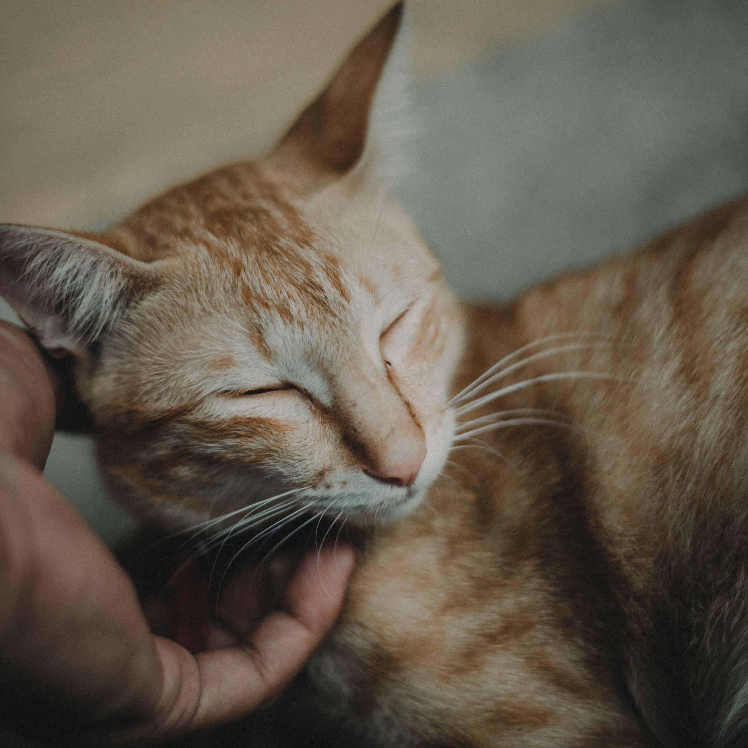 emotional support cat